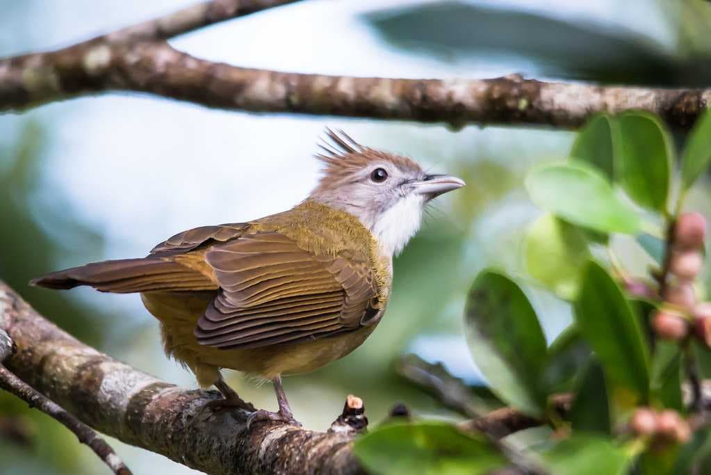 Bach Ma National Park - Houses Different Species of Birds
