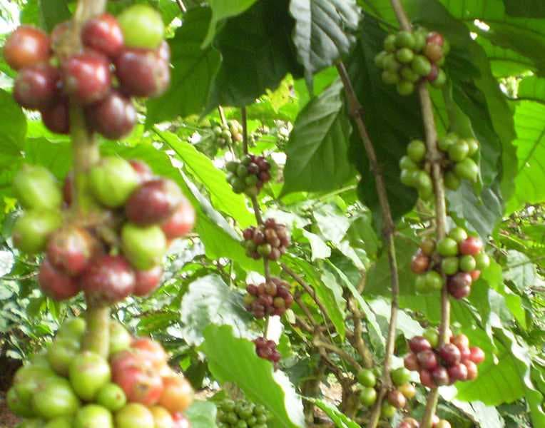 Coffee Plantations at Buon Ma Thuot