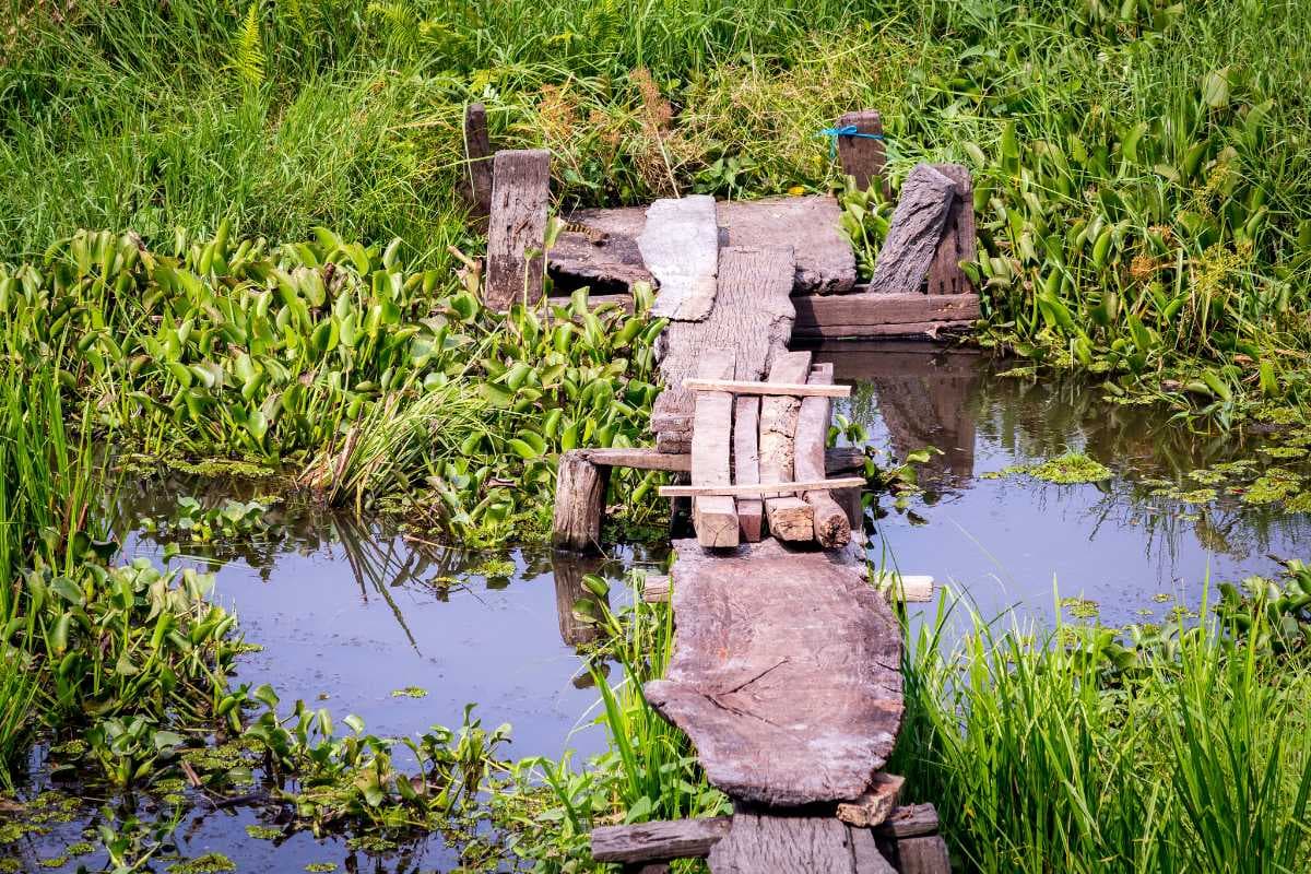 Rickety Bridge Over Crocodile Lake in Cat Tien