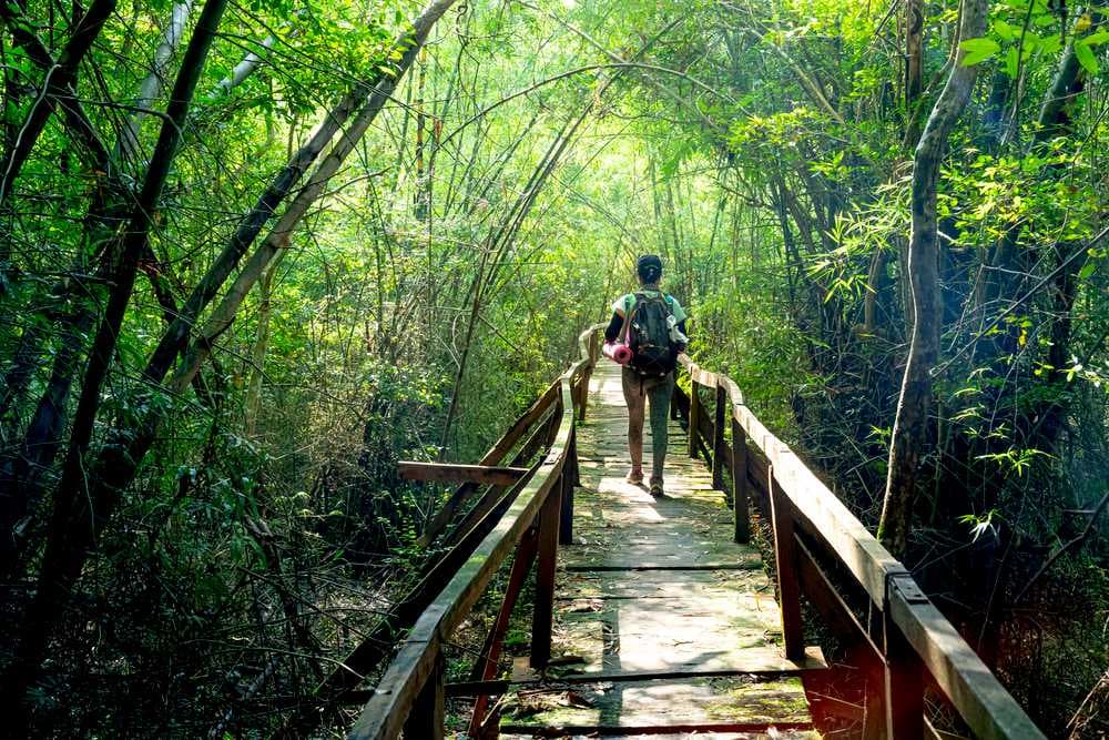 Wooden Bridge in Cat Tien National Park