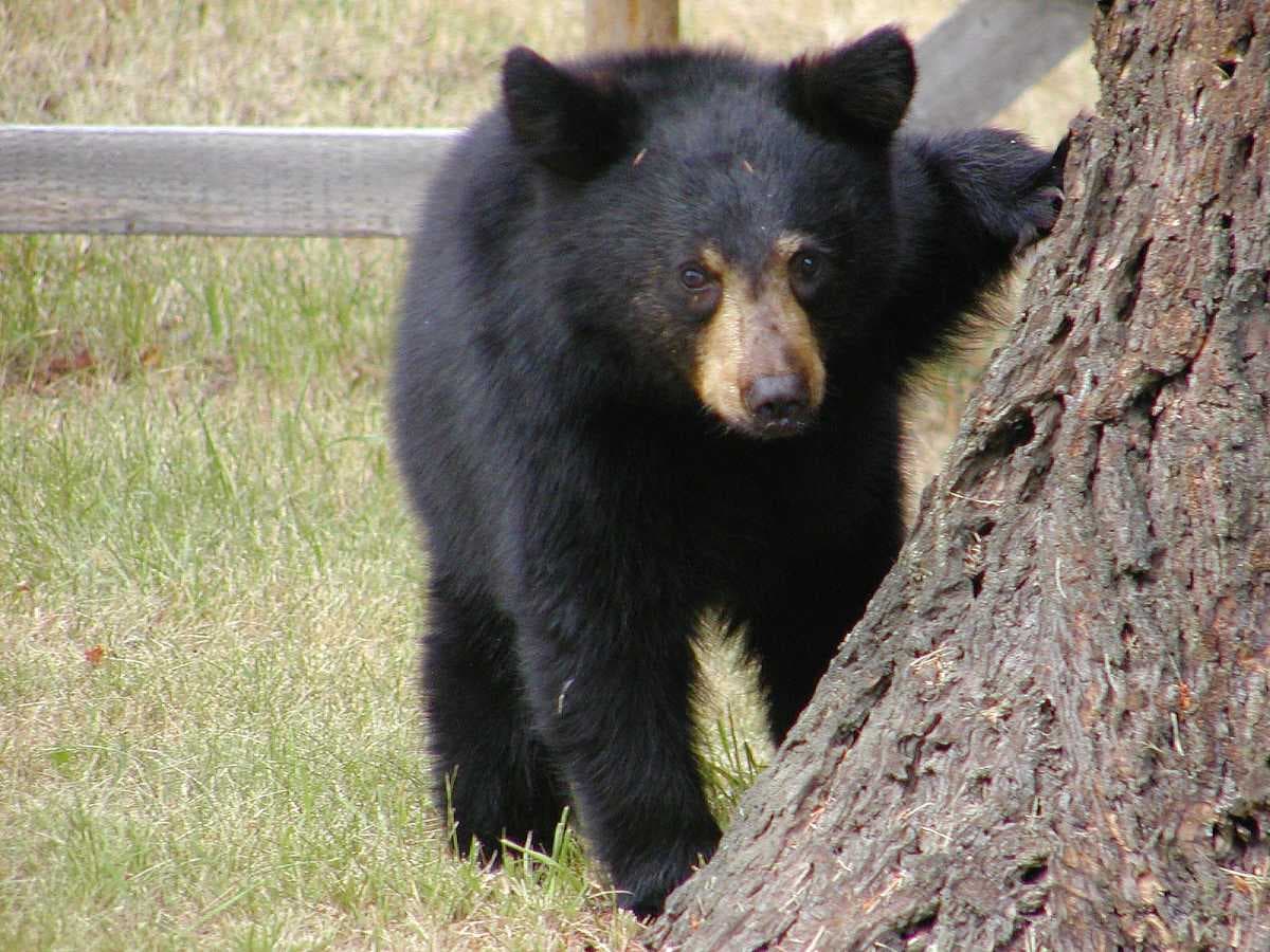 Cat Tien Bear Rescue (Conservation) Centre