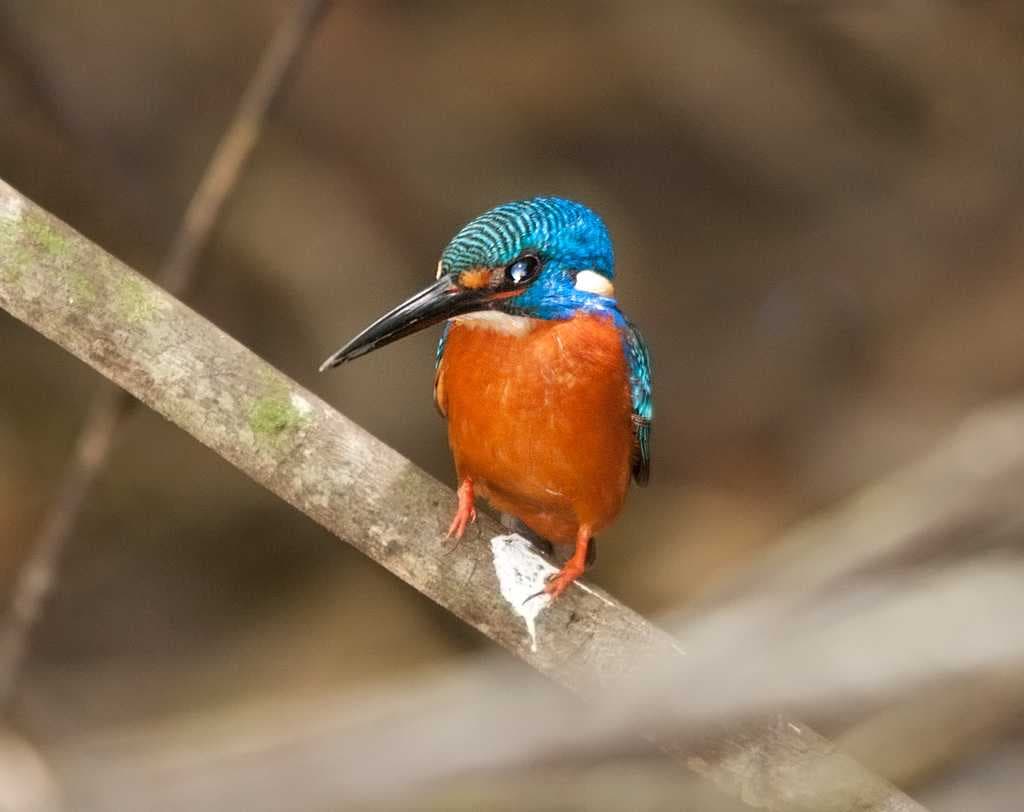 Blue Eared Kingfisher At Cat Tien National Park