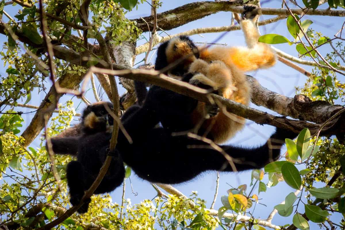 Wild Gibbons at Cat Tien National Park