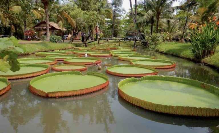 Binh Quoi Village travel image