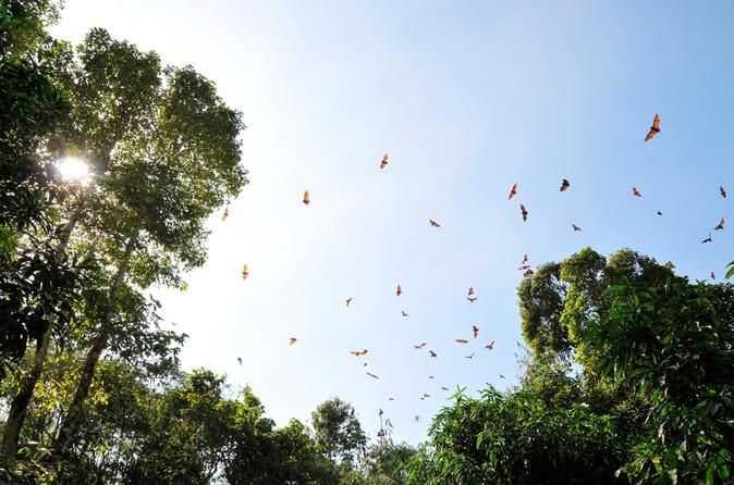 Can Gio Mangrove Forest travel image