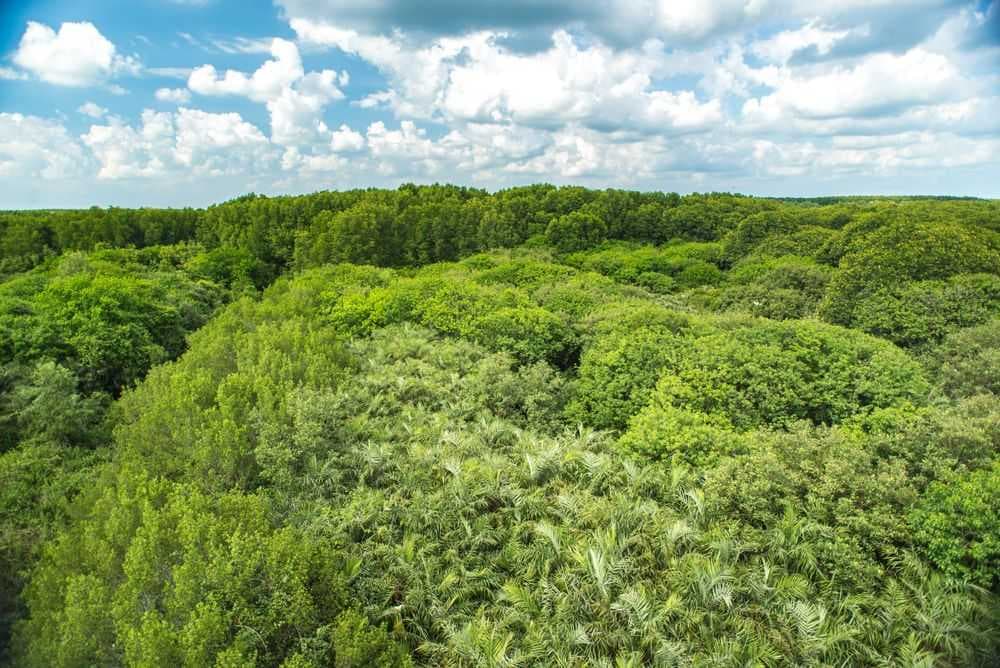 Can Gio Mangrove Forest travel image