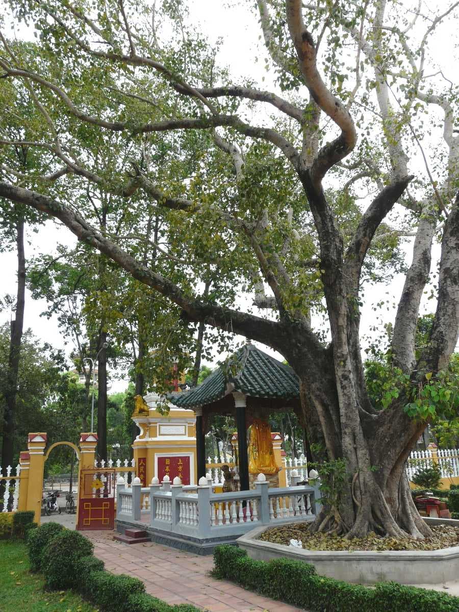 Giac Lam Pagoda travel image