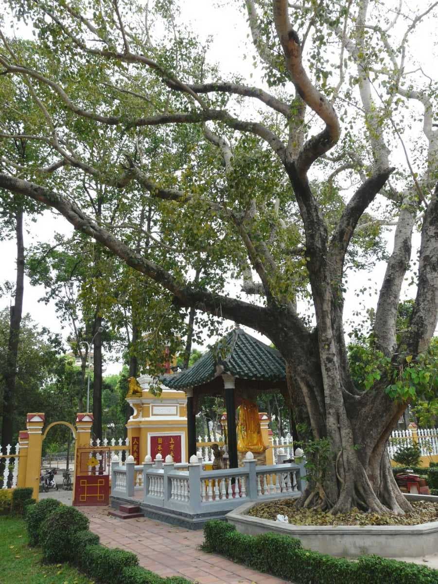 The bodhi tree stands in the garden next to the pagoda.