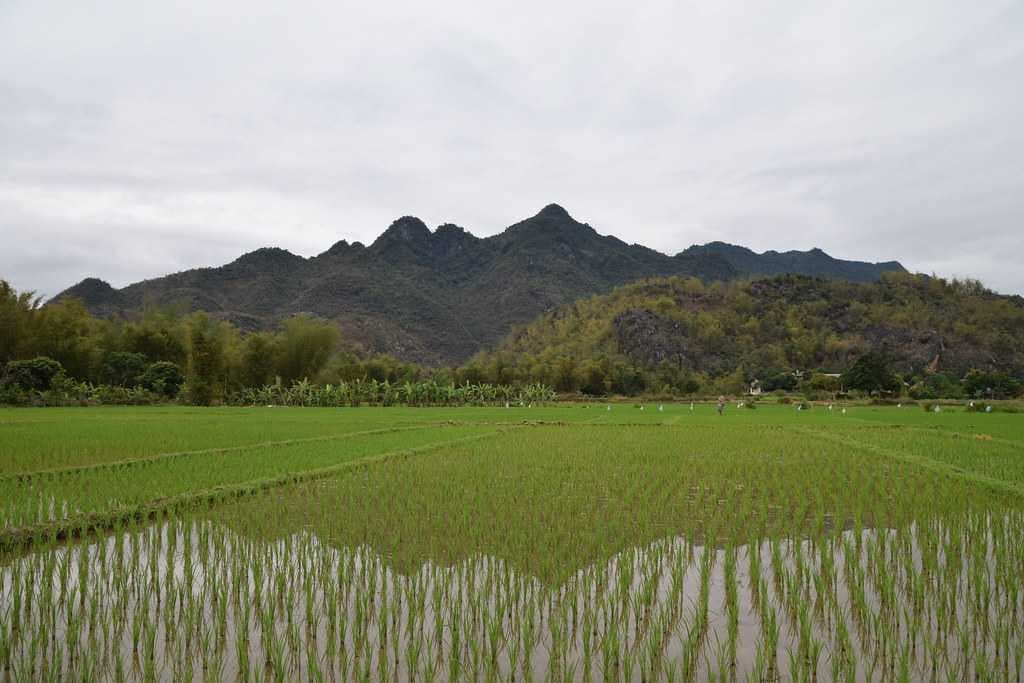 Rice Fields - Mai Chau