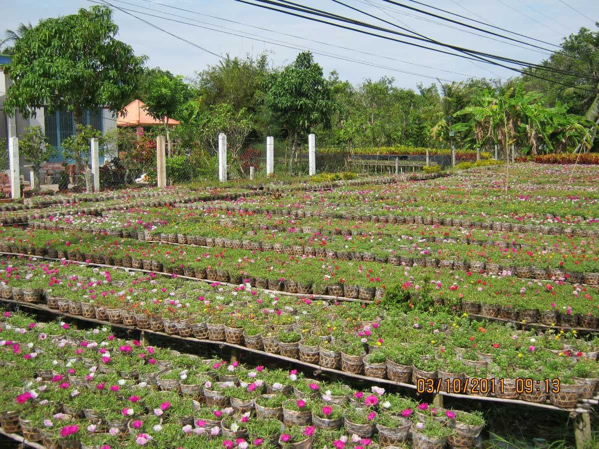Sa Dec Flower Village