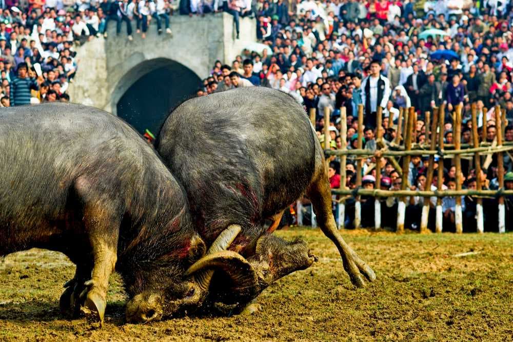 Buffalo Fighting Festival - Significant Traditional Festival